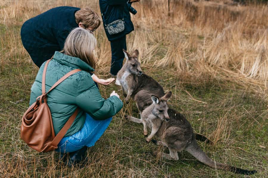 Bonorong Wildlife Sanctuary Half-Day Tour from Hobart - Bonorong Wildlife Sanctuary: the main event