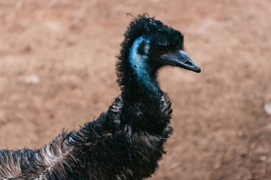 Bonorong Wildlife Sanctuary Half-Day Tour from Hobart - Is the $88 price good value?