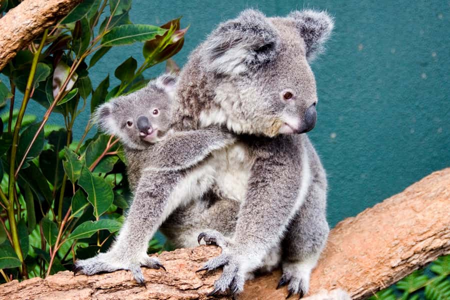 Breakfast with Koalas at WILD LIFE Zoo Darling Harbour - Breakfast among gum trees and banksias