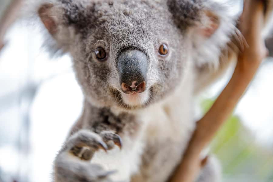 Breakfast with Koalas at WILD LIFE Zoo Darling Harbour - The koala photo, and what it really adds
