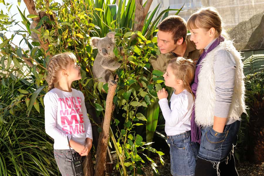 Breakfast with Koalas at WILD LIFE Zoo Darling Harbour - Stay on after 9:30 and make the ticket work harder