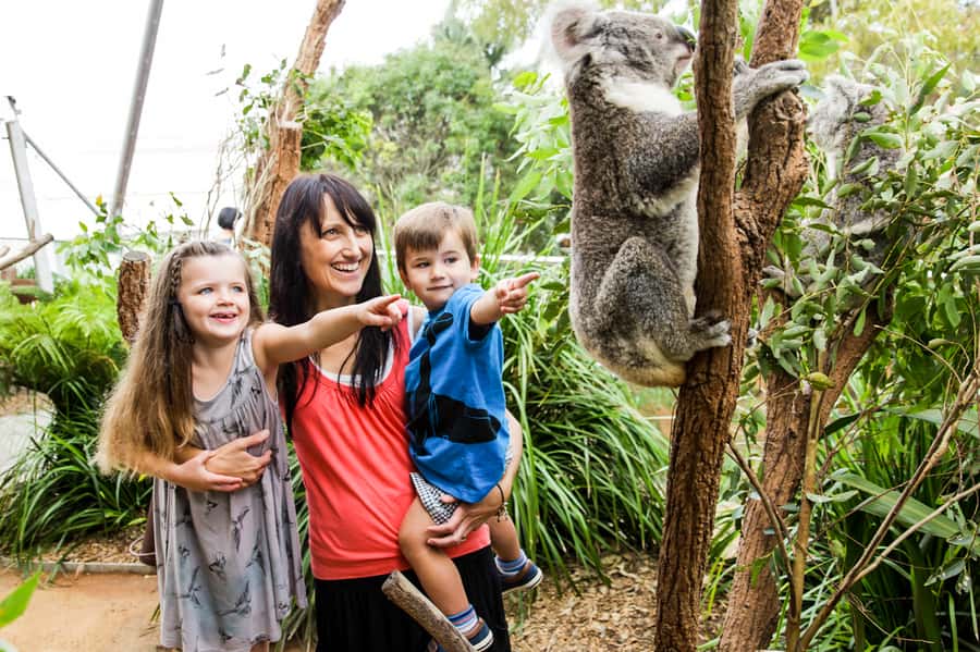 Breakfast with Koalas at WILD LIFE Zoo Darling Harbour - Who should book this experience?
