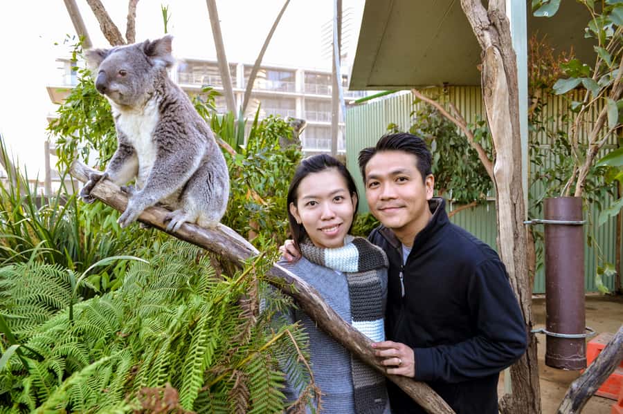 Breakfast with Koalas at WILD LIFE Zoo Darling Harbour - Should you book Breakfast with Koalas?
