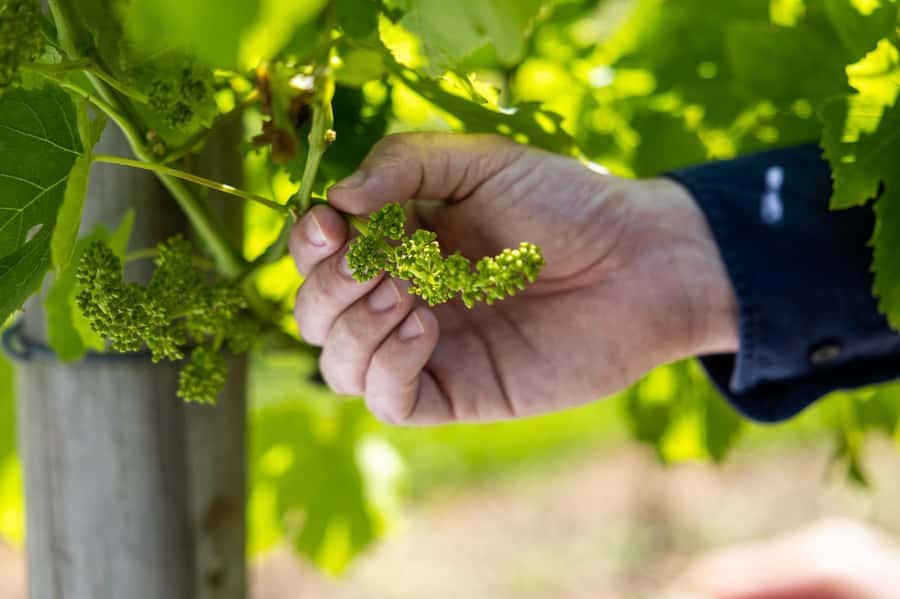 Brisbane: Boutique Winery Tour with Gourmet Lunch - Tamborine Mountain Distillery adds variety