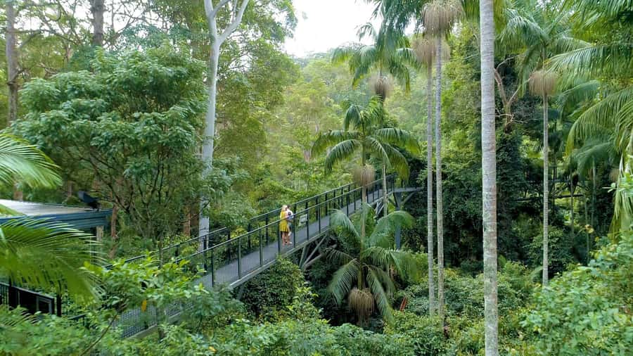 Brisbane: Daytime Glow Worm Caves Hop-on Hop-off Bus Tour - Why the daytime Glow Worm Caves are the star