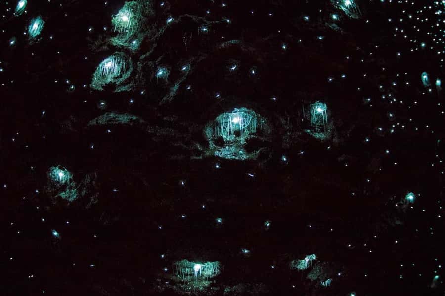 Brisbane: Daytime Glow Worm Caves Hop-on Hop-off Bus Tour - What the small group changes