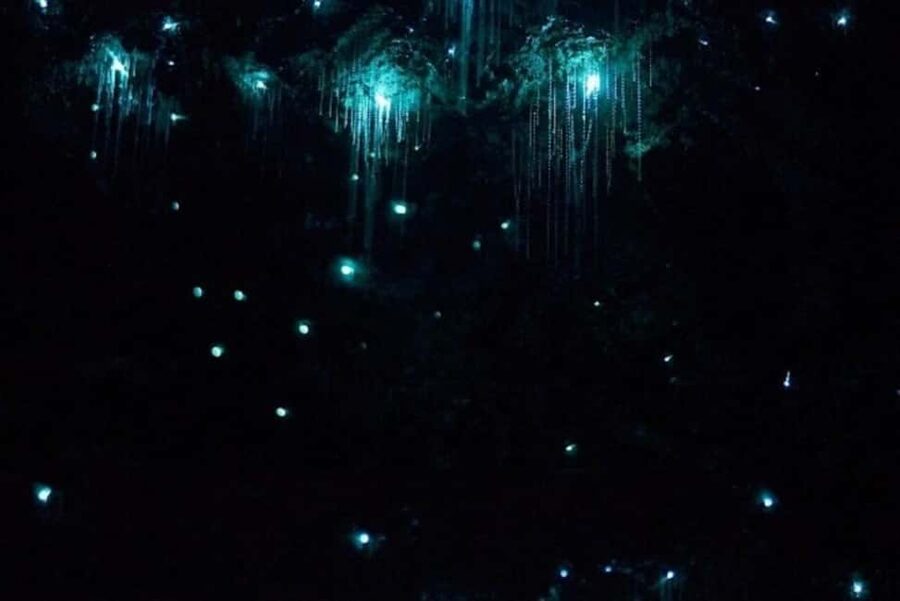Brisbane: Glow Worms, Sunset, Star Gazing & BBQ - Who will enjoy this evening most