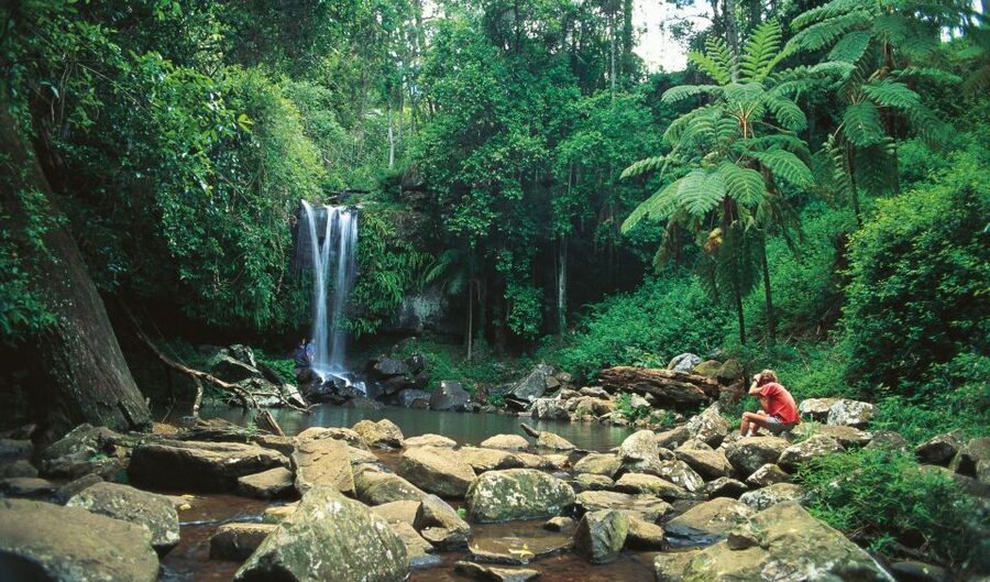 Brisbane: Hop on Hop off Bus to Tamborine Mountain - How to plan a full day without rushing