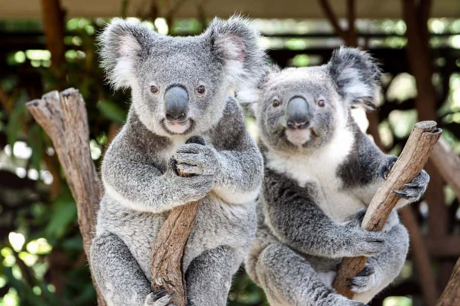 Brisbane: Lone Pine Koala Sanctuary Day Pass - Why Lone Pine makes a strong Brisbane day out