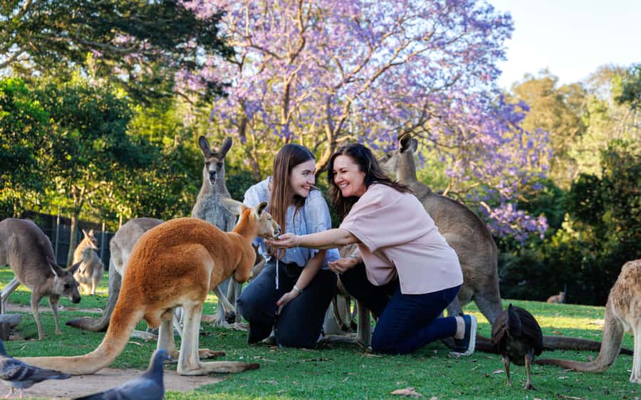 Brisbane: Lone Pine Koala Sanctuary Day Pass - Wombats, dingoes, reptiles, and platypus