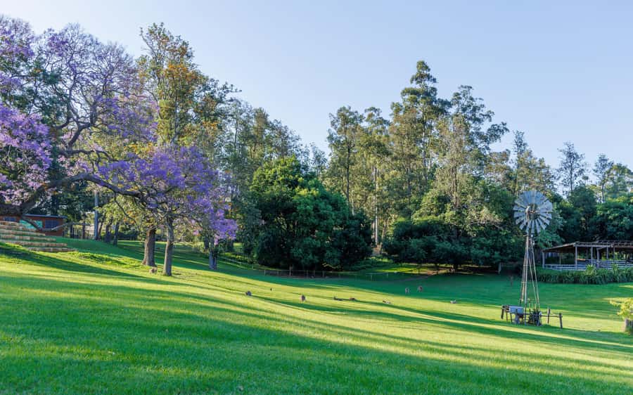 Brisbane: Lone Pine Koala Sanctuary Day Pass - Walking the grounds at your own pace