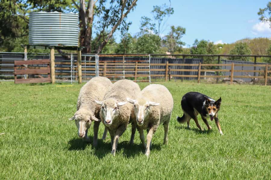 Brisbane: Lone Pine Koala Sanctuary Day Pass - What the $41 ticket really includes