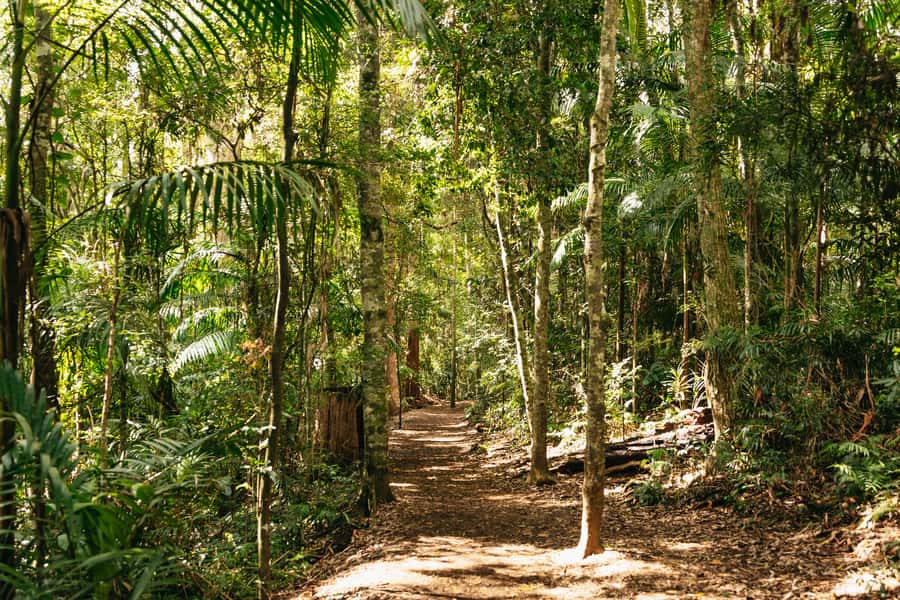 Brisbane: Rainforests, Waterfalls and Glow Worm Cave Tour - Key points before you book