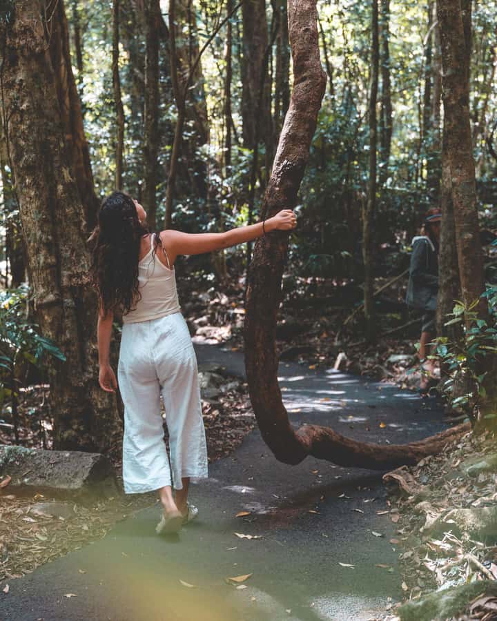 Brisbane: Rainforests, Waterfalls and Glow Worm Cave Tour - Cedar Creek Glow Worm Caves, the day’s most unusual stop