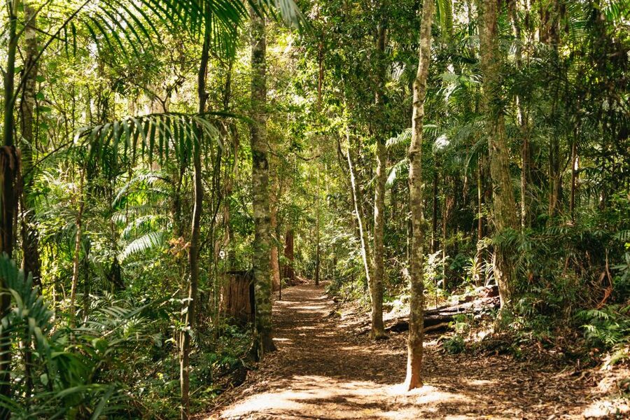 Brisbane: Rainforests, Waterfalls and Glow Worm Cave Tour - Natural Bridge, Springbrook’s strongest walk