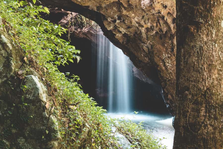 Brisbane: Rainforests, Waterfalls and Glow Worm Cave Tour - Curtis Falls, where the rainforest begins