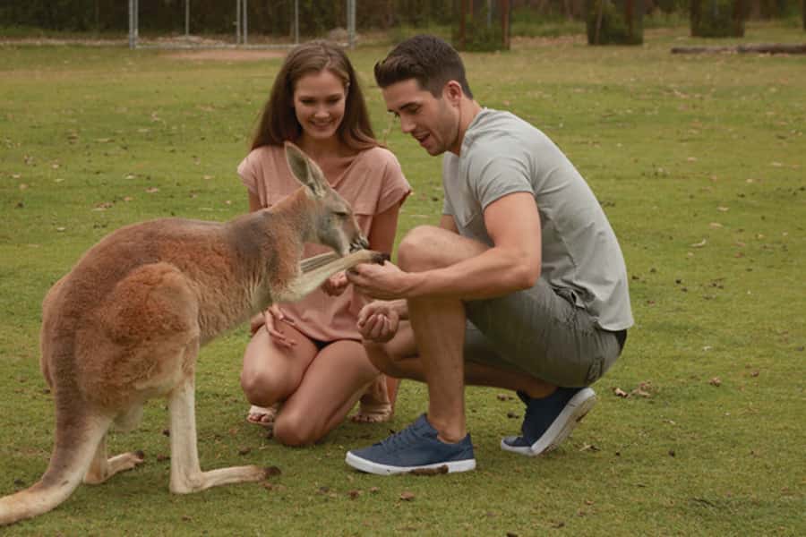Brisbane River Cruise and Koala Sanctuary Visit - Key points to know before you book