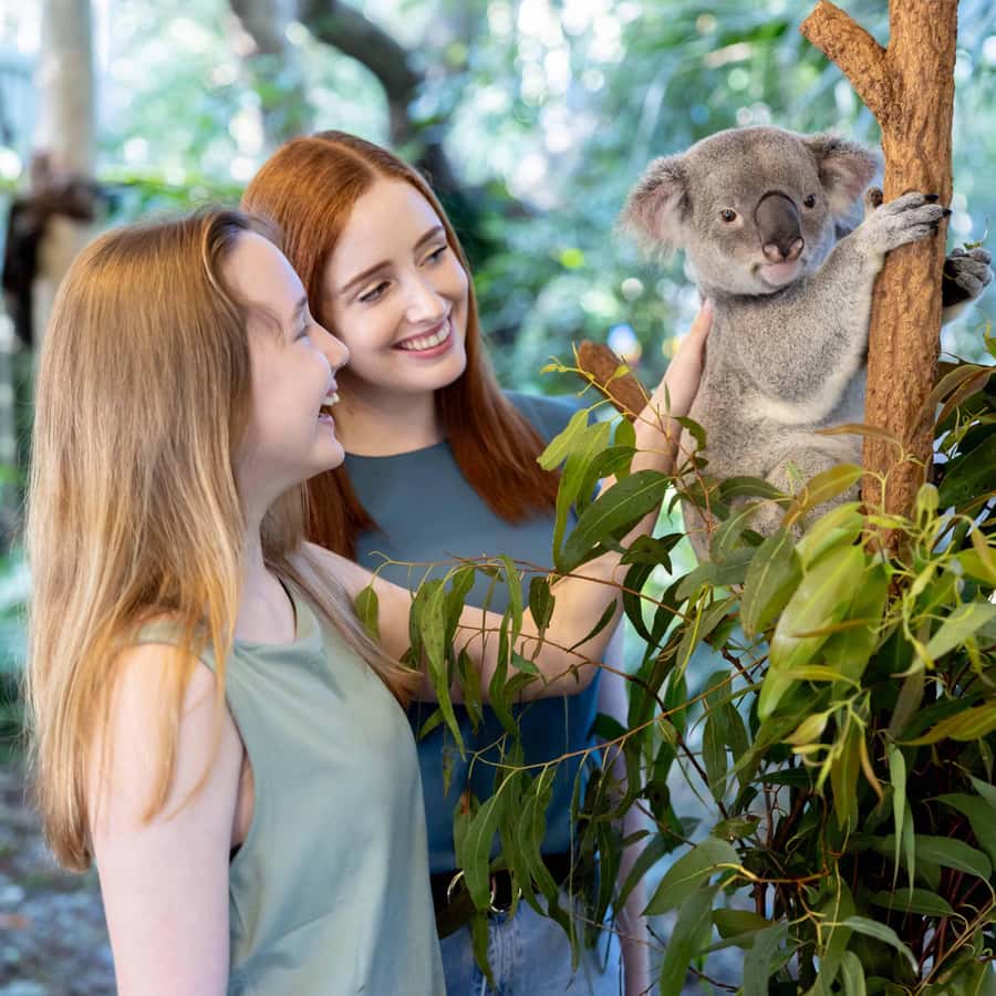 Brisbane River Cruise and Koala Sanctuary Visit - Feeding kangaroos and wallabies