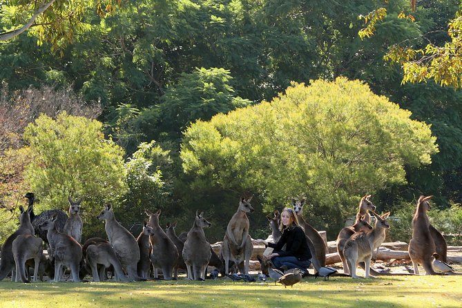 Brisbane River Cruise with entry to Lone Pine Koala Sanctuary - Key points to know before booking