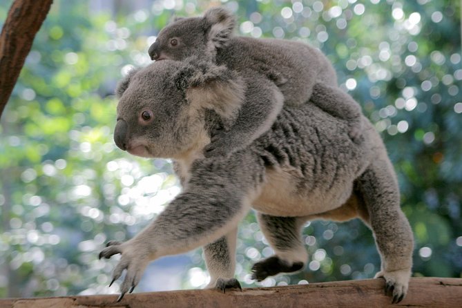Brisbane River Cruise with entry to Lone Pine Koala Sanctuary - Koala photos and extra encounters