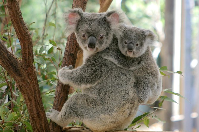 Brisbane River Cruise with entry to Lone Pine Koala Sanctuary - Starting at Southbank at 9:00am