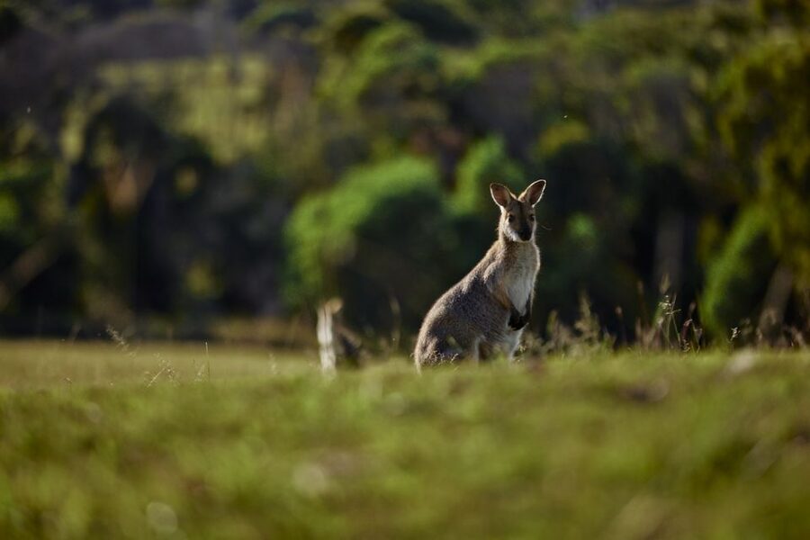 Brisbane: Sirromet Winery Tour with Tasting & 2-Course Lunch - What the setting adds to the experience