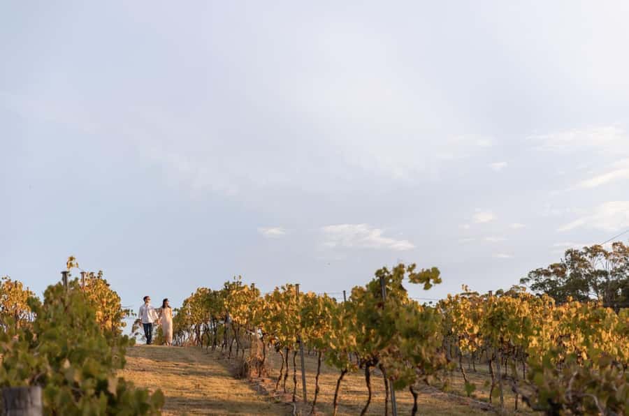 Brisbane: Sirromet Winery Tour with Tasting & 2-Course Lunch - Should you book the Sirromet Winery tour?