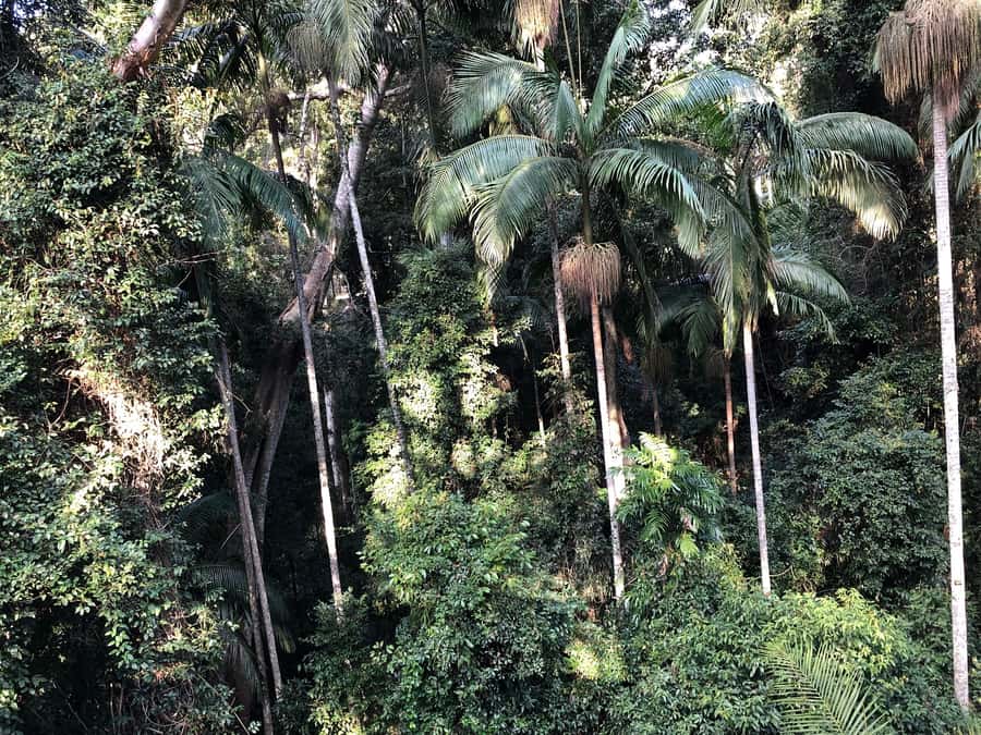 Brisbane: Springbrook and Mt Tamborine Glow Worm and Skywalk - A big nature day from Brisbane