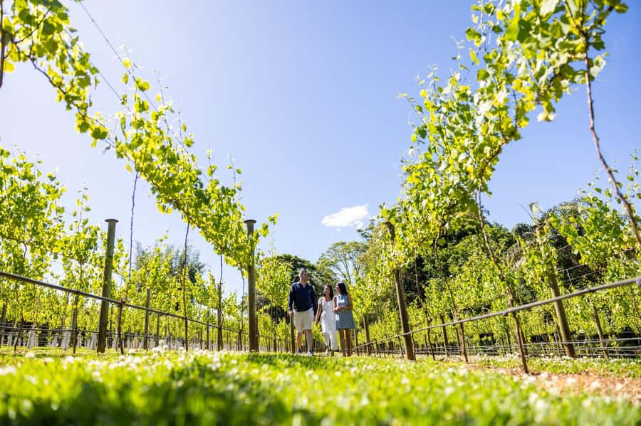 Brisbane: Tamborine Mountain Local Winery Tour with Lunch - From Brisbane to Tamborine Mountain