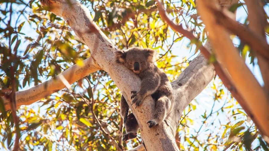 Brisbane to North Stradbroke Island Day: Wildlife & Beaches - The North Gorge Walk: the day’s best coastal stop