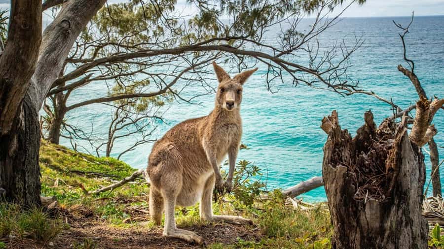Brisbane to North Stradbroke Island Day: Wildlife & Beaches - Cylinder Beach gives you a proper island break