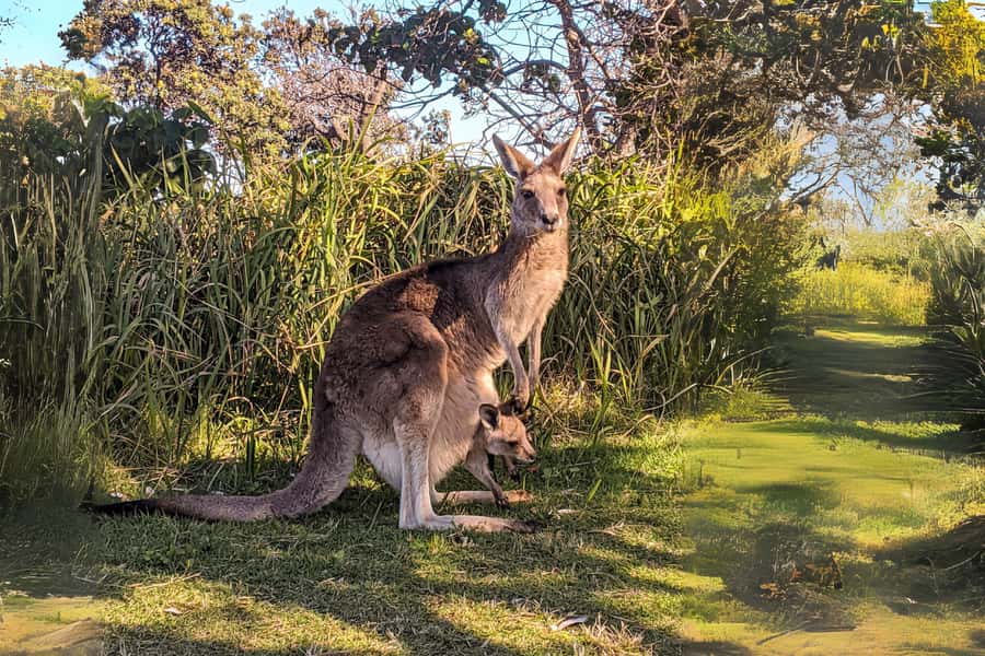 Brisbane to North Stradbroke Island Day: Wildlife & Beaches - Is $134 good value for a full day?