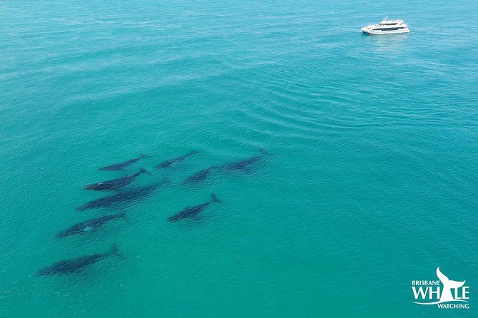 Brisbane Whale Watching Cruise from Redcliffe or Sunshine Coast - Meeting the Eye Spy at Redcliffe