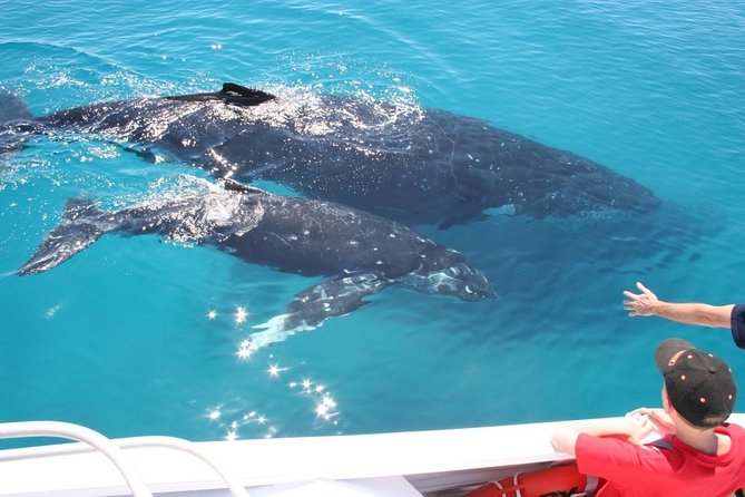 Brisbane Whale Watching Cruise from Redcliffe or Sunshine Coast - Close encounters and responsible viewing