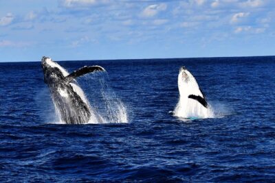 Brisbane Whale Watching Cruise from Redcliffe or Sunshine Coast