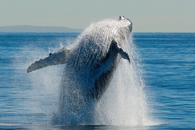 Brisbane Whale Watching Cruise from Redcliffe or Sunshine Coast - Lunch, drinks, and the onboard setup