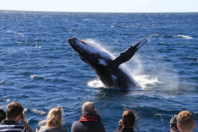 Brisbane Whale Watching Cruise from Redcliffe or Sunshine Coast - The crew and the value of live commentary