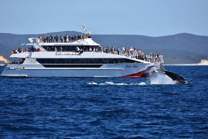 Brisbane Whale Watching Cruise from Redcliffe or Sunshine Coast - Is the $114.76 price fair?