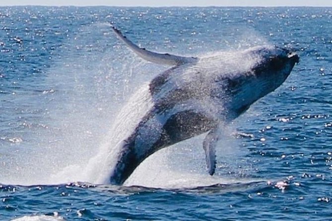 Brisbane Whale Watching Cruise from Redcliffe or Sunshine Coast - What to bring and how to prepare