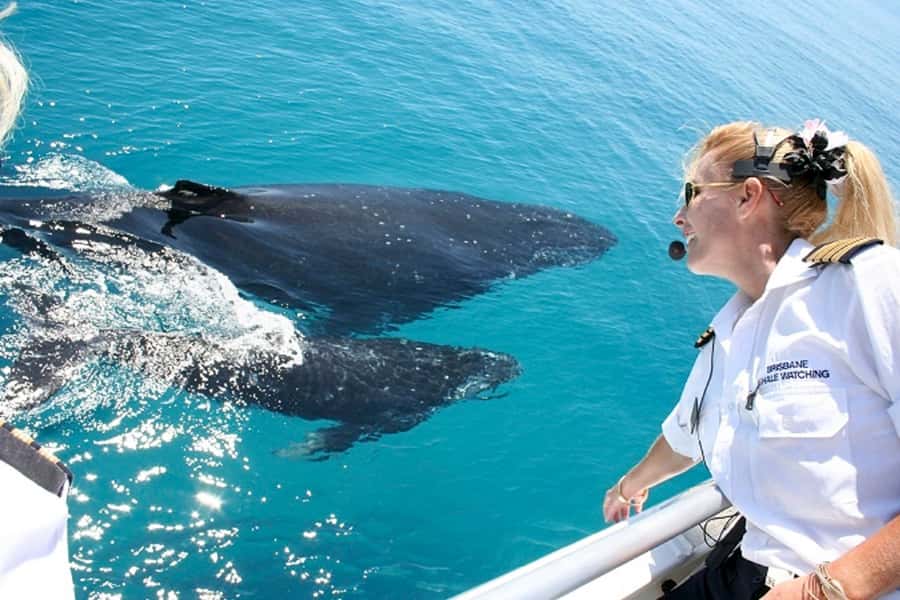 Brisbane: Whale Watching Cruise with Lunch - Key points at a glance