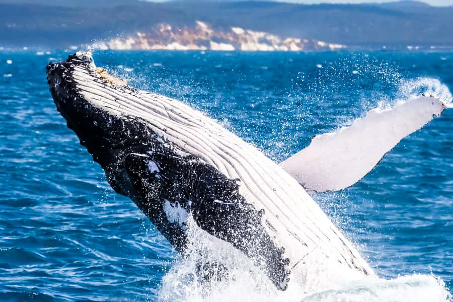 Brisbane: Whale Watching Cruise with Lunch - From Brisbane to the Redcliffe Peninsula
