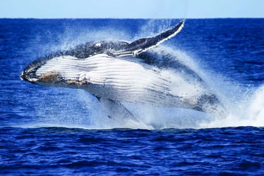 Brisbane: Whale Watching Cruise with Lunch - Watching humpback whales in Moreton Bay