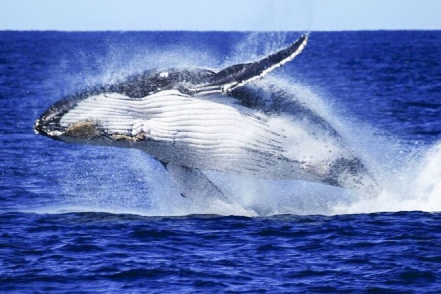 Brisbane: Whale Watching Cruise with Lunch - Seasickness, comfort, and access