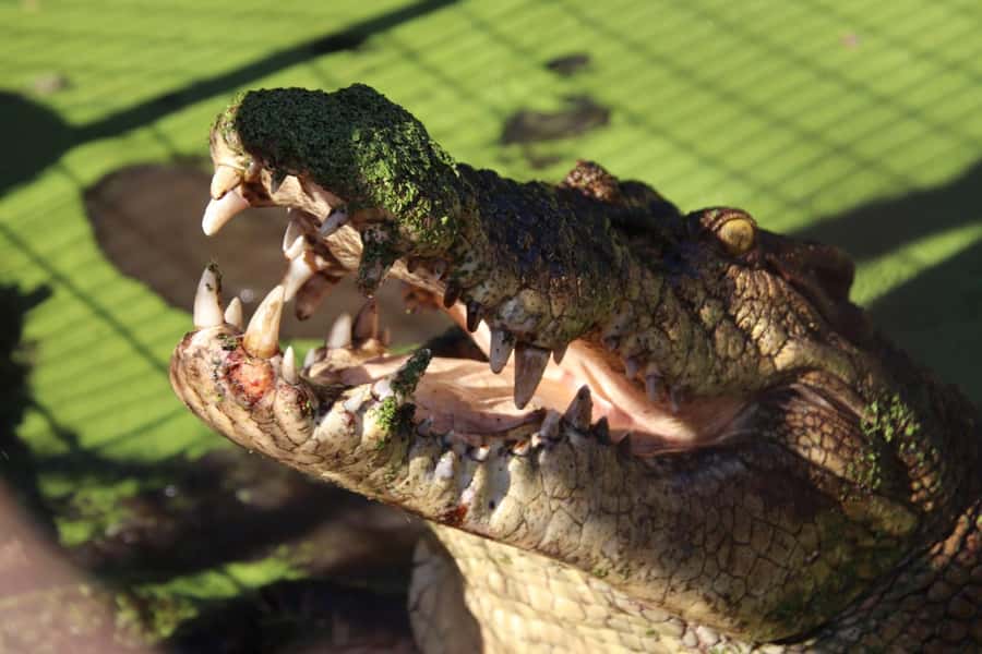 Broome: Malcolm Douglas Crocodile Park Tour with Transfers - Why Malcolm Douglas Crocodile Park is worth your time
