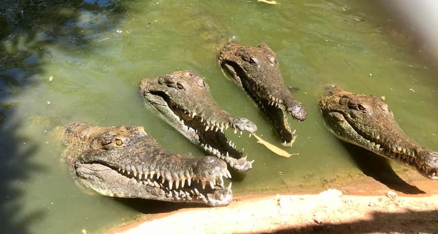 Broome: Malcolm Douglas Crocodile Park Tour with Transfers - Should you book Malcolm Douglas Crocodile Park?