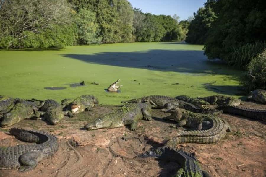Broome: Malcolm Douglas Crocodile Park Tour with Transfers - Crocodile Educational Tour: size, behavior, and survival