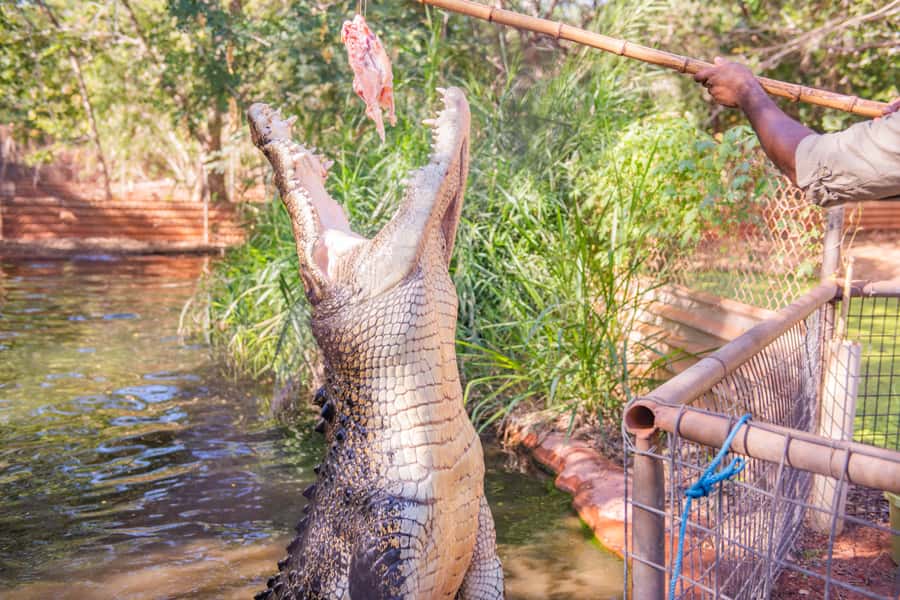 Broome: Malcolm Douglas Crocodile Park Tour with Transfers - Rogue Crocodile Alley and the biggest animals