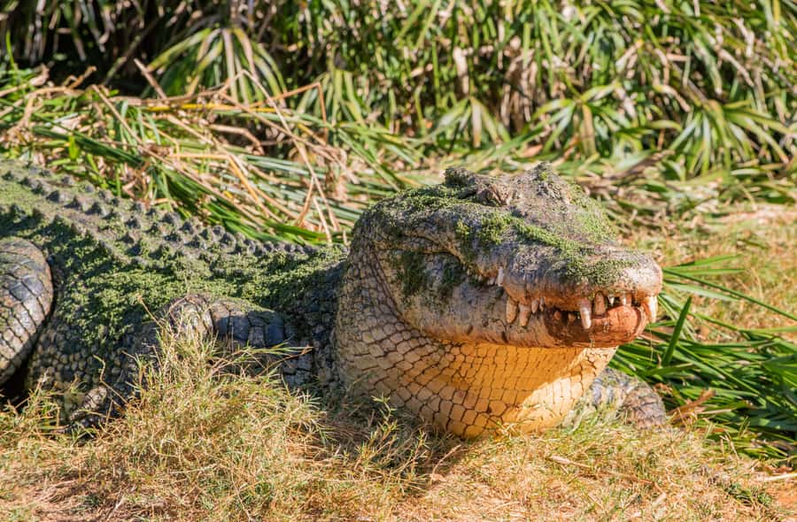 Broome: Malcolm Douglas Crocodile Park Tour with Transfers - A short tour with a useful amount of structure