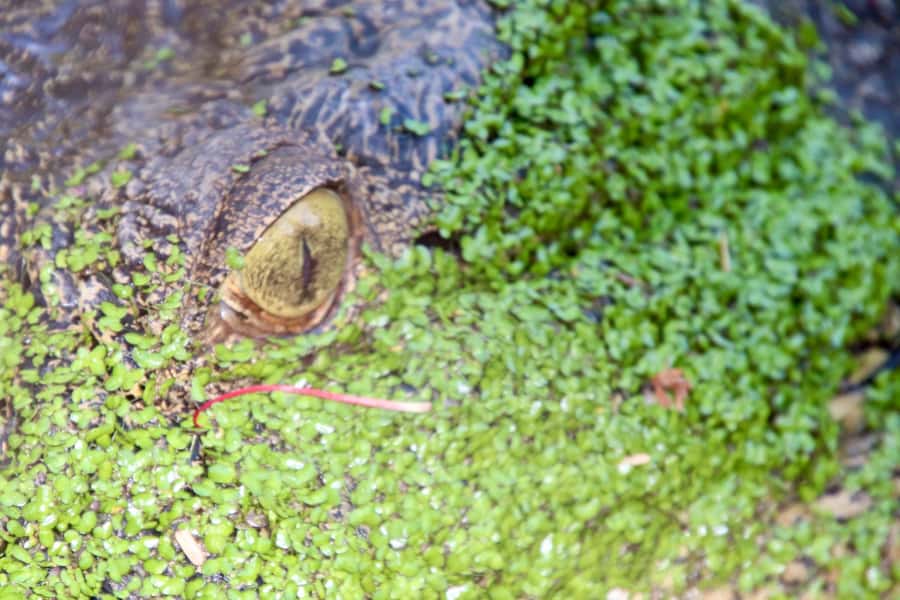Broome: Malcolm Douglas Crocodile Park Tour with Transfers - The conservation message behind the crocodiles