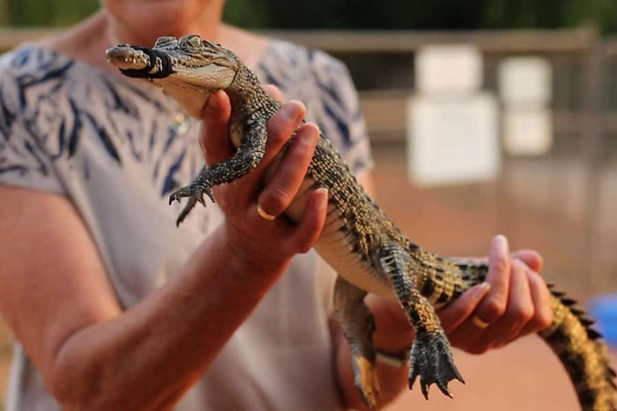 Broome: Malcolm Douglas Crocodile Park Tour with Transfers - Is $56 good value in Broome?